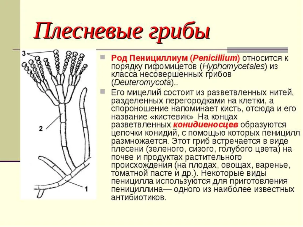 Пенициллиум