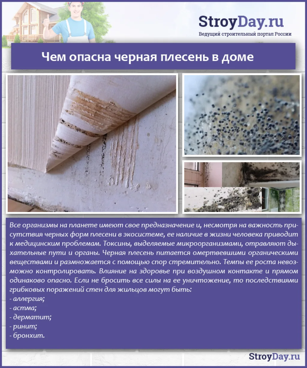 Чем опасна черная плесень в доме