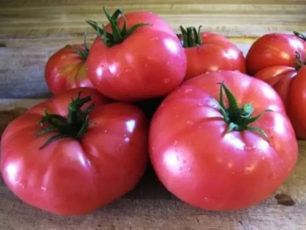 Микадо розовый