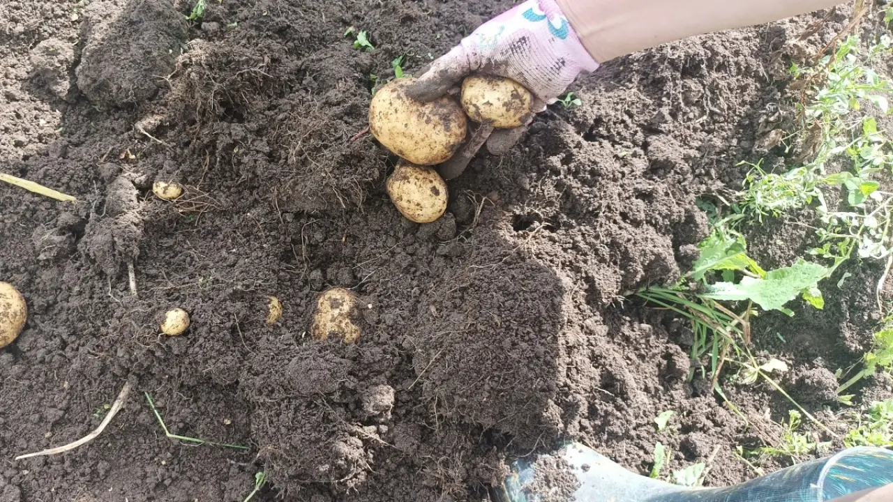 Картофель