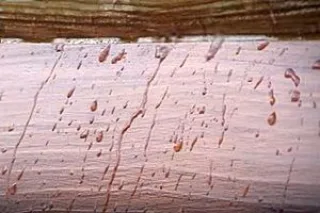 тол15