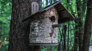 Что можно сделать из спилов дерева: практичные идеи для дачи и дома
