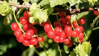 Красные волдыри на листьях смородины и крыжовника: это не болезнь, а вредитель – чем обработать