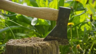 Удаляю старые пни на дачном участке без лопаты и топора: забытый метод советского ученого сэкономит время и силы