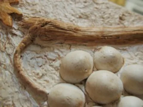 Выкладываем из гипса дополнительные элементы