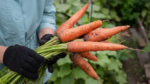 Не морковь, а чистый сахар: 3 сорта, которые растут даже на глине – сочные, сладкие, лежкость 10 из 10 – и никаких осьминогов