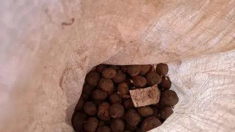 Пять наиболее вкусных сортов картошки — крупные и рассыпчатые: для пюре, жарки и драников