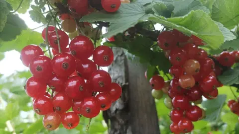 Ветки смородины обрезаю по финской схеме: куст уходит в зиму защищенным, а летом ветки ломятся от ягод размером с вишню