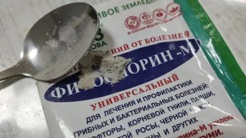 Эффективен в умелых руках: 5 ошибок делают Фитоспорин бесполезной водой в конце сезона