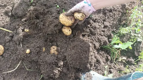 Как распознать кормовой картофель при покупке: памятка для каждого покупателя