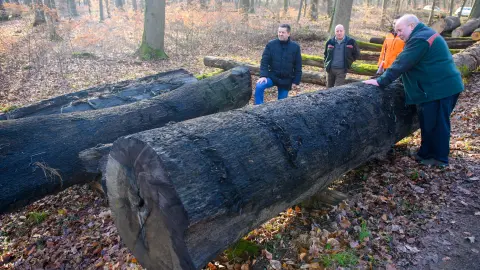 Выкопали на даче гнилое бревно, а оно оказалось дороже внедорожника: вот почему