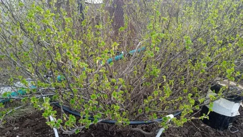Смородину в сентябре кормлю не как весной: вношу осенний коктейль – кусты уходят в зиму в расцвете сил