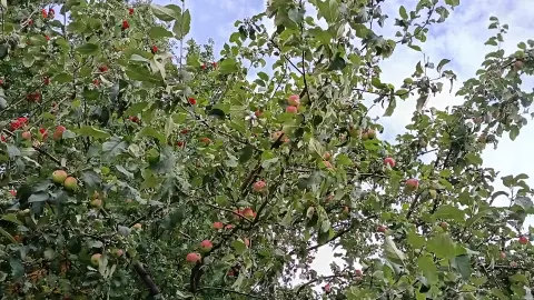 Осенняя обрезка яблони: что делать с волчками и как превратить их в плодовые ветви