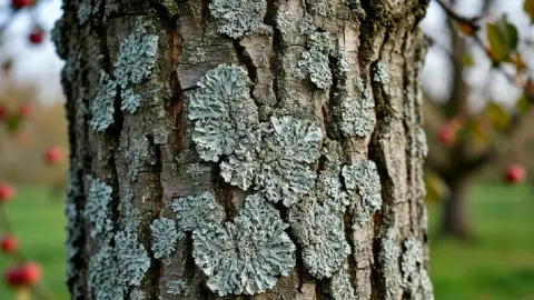 Что делать с серым лишайником на яблоне: совет опытного садовода