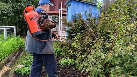До первого снега - обязательно: 7 дачных дел, которые нужно закончить к Покрову