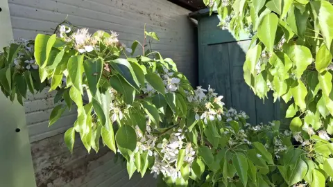 Что делать с волчками на груше: совет опытного агронома