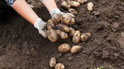 Не картофель, а настоящий клондайк: собираем по 20 кг с куста – клубни крупные, вкусные, лежкость 10 из 10
