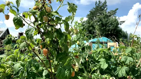 Перед морозами ведро под малину — кусты засыпают "крепышами": весной бодрые — летом радуют ягодами-"богатырями"
