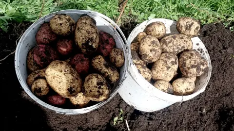 Ссыпаю картошку в ящик и добавляю 4 листа: зимой не гниёт, не плесневеет и не прорастает