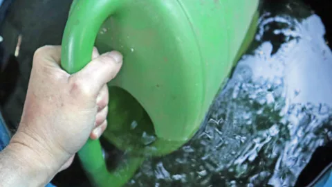 Вода в садовой бочке позеленела: можно ли ей поливать растения – эксперты дали четкий ответ