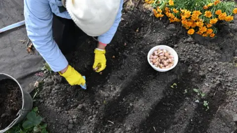 Перед посадкой озимому чесноку – обязательно: 30 г на 1 кв. метр – и головки вырастут размером с кулак, сочными и ядреными