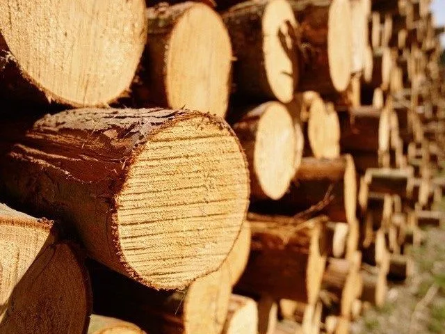 Хвойную древесину нельзя отнести к оптимальному выбору для бани