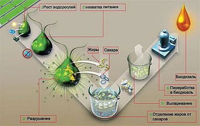 От зеленых водорослей - к полноценному топливу