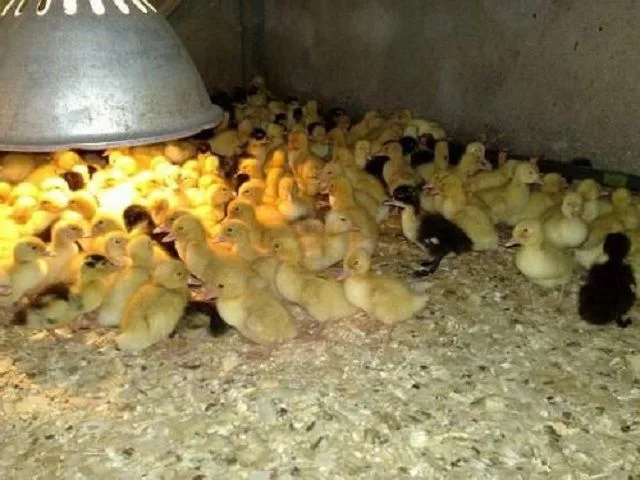 Лампа собирает под собой желающих погреться утят