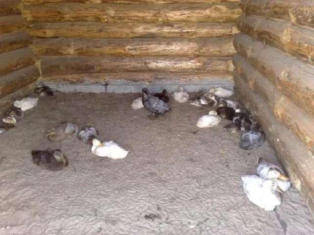 Земляной пол, засыпанный песком