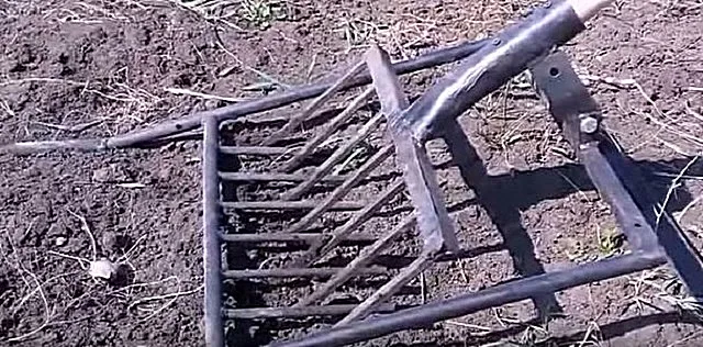 Вскапывание и рыхление сухой почвы с помощью самодельного инструмента.