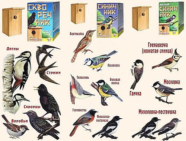 Виды птиц, охотно поселяющихся в скворечниках