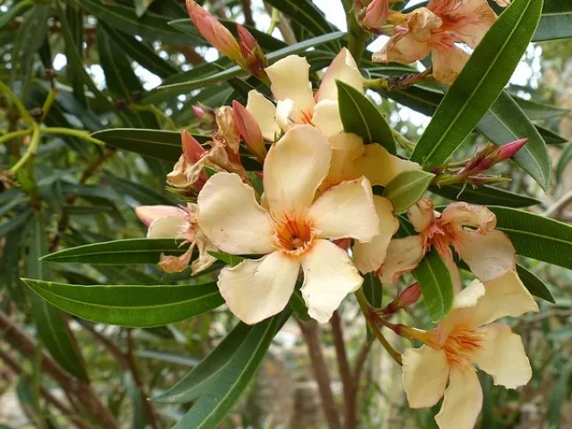 Олеандр Rose Laurel