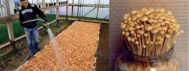 Варианты выращивания опят в субстрате