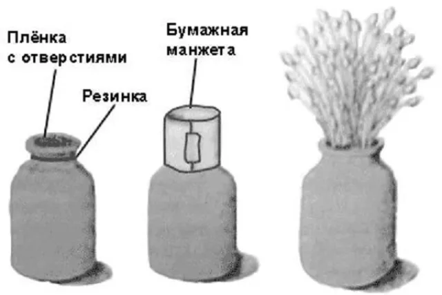 Выращивание опят в банке