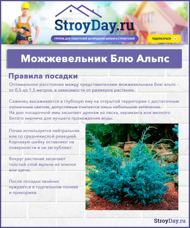 Можжевельник Блю Альпс: правила посадки