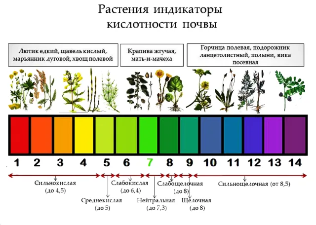 Показатель кислотности почвы растений