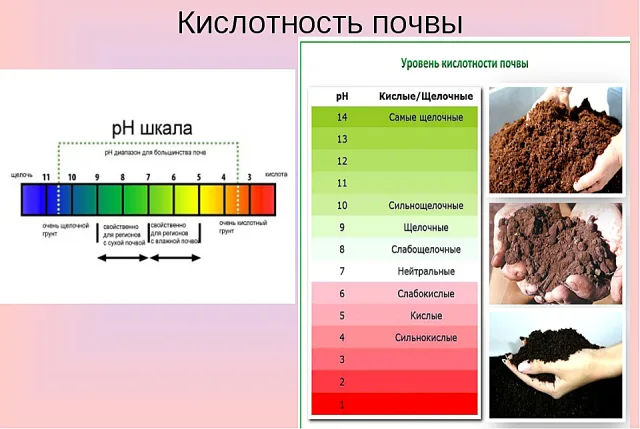 Шкала кислотности почвы PH