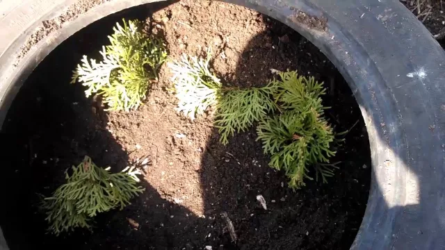 Парник из покрышки