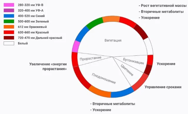 На каждую стадию развития растения влияют определенные спектры световых волн