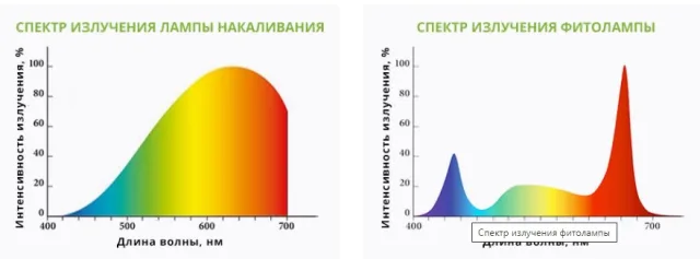 Спектры излучения фитолампы и лампы накаливания