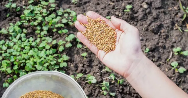 Горчица как покровная культура