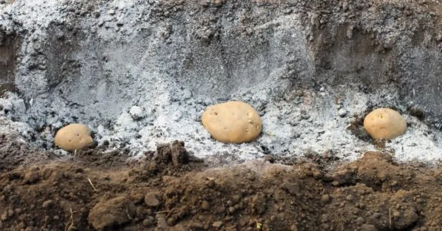 Зола в картошке