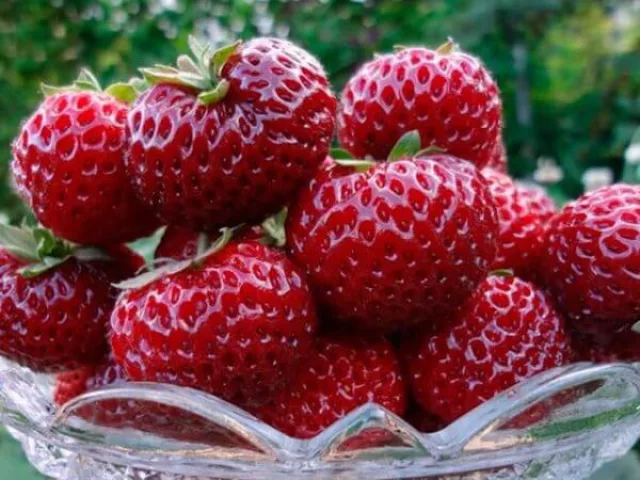 Мице Шиндлер