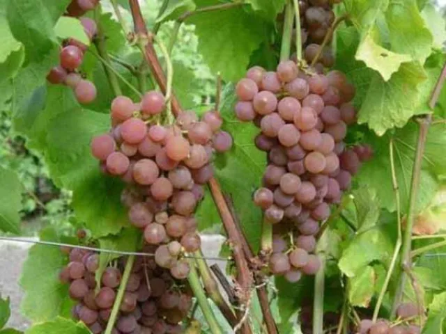 Платовский