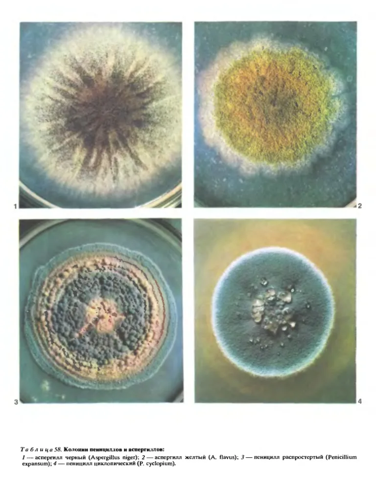 Род Аспергилл (Aspergillus)