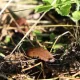 Старые пластиковые бутылки спасут ваш урожай: простой трюк опытных дачников для защиты от слизней