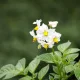 Нужно ли удалять цветки у картофеля для увеличения урожая: агроном дала четкий ответ – в давнем споре дачников поставлена точка