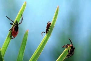 Лучшее средство от клещей: ТОП-16 препаратов для обработки участка, для защиты людей и домашних животных