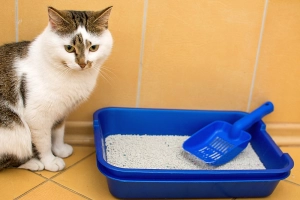 Какой наполнитель лучше для кошачьего туалета: рекомендации по выбору и рейтинг ТОП-15