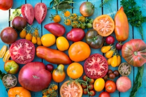 Лучшие сорта томатов для теплицы: Топ 33 видов помидор для выращивания в различных регионах